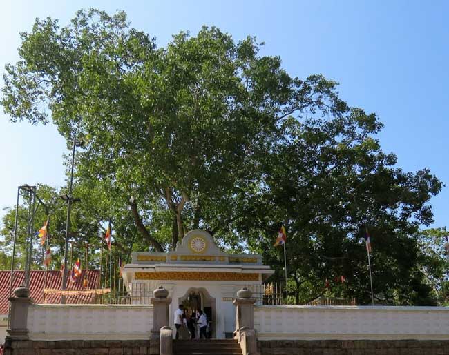 Mahabal Tree maha-bodhi-tree